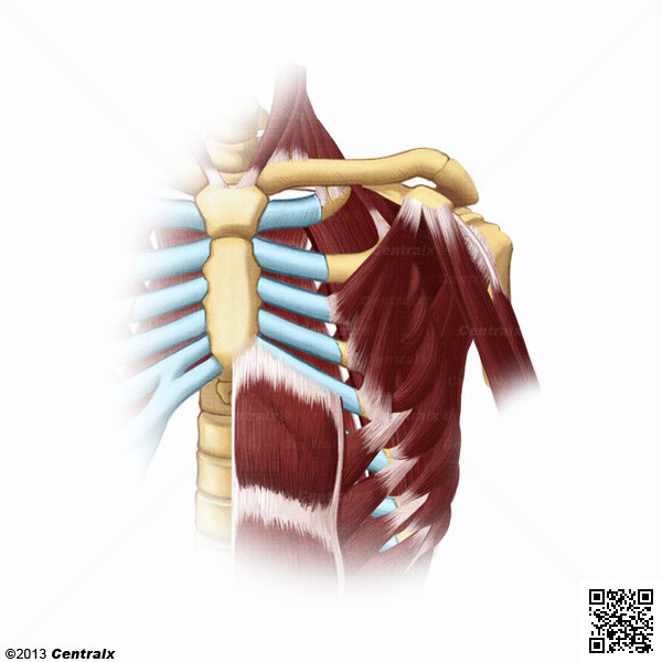 Msculos Intercostales