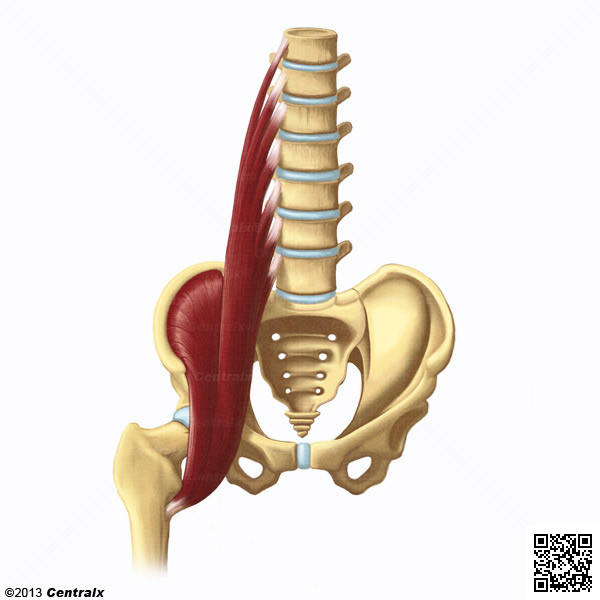 Msculos Psoas