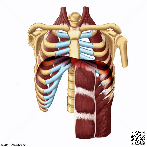 Msculos Respiratorios