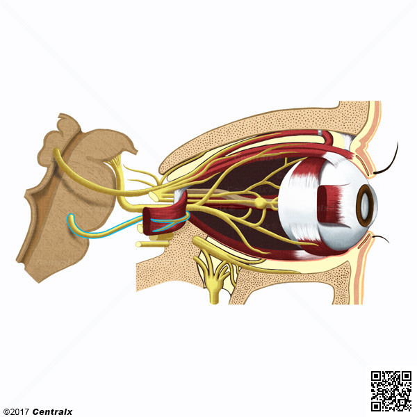 Nervio Abducente