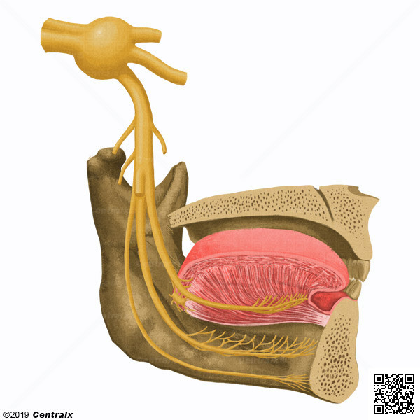Nervio Lingual