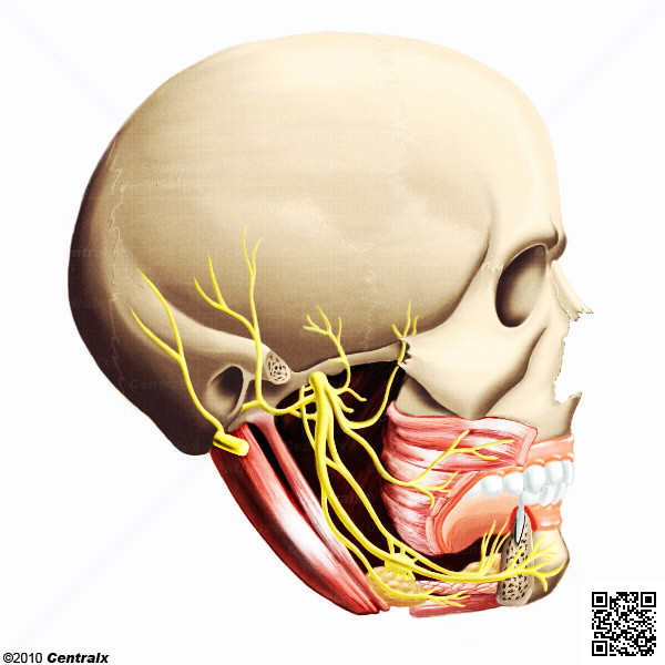 Nervio Mandibular