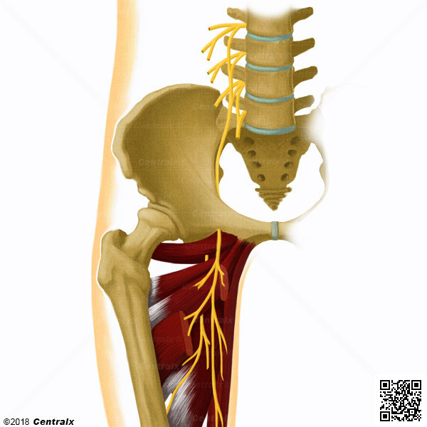 Nervio Obturador