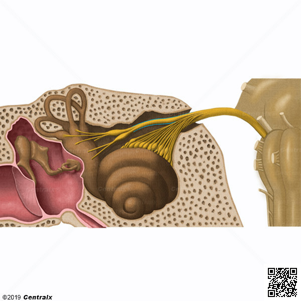 Nervio Vestibular