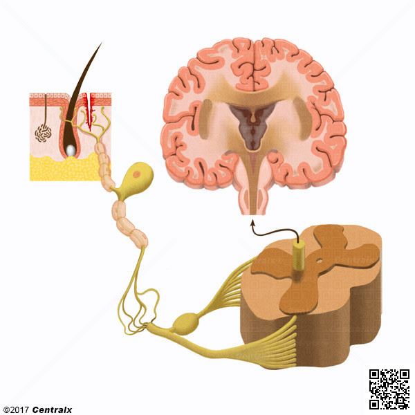 Nociceptores