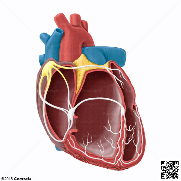 Nodo Sinoatrial