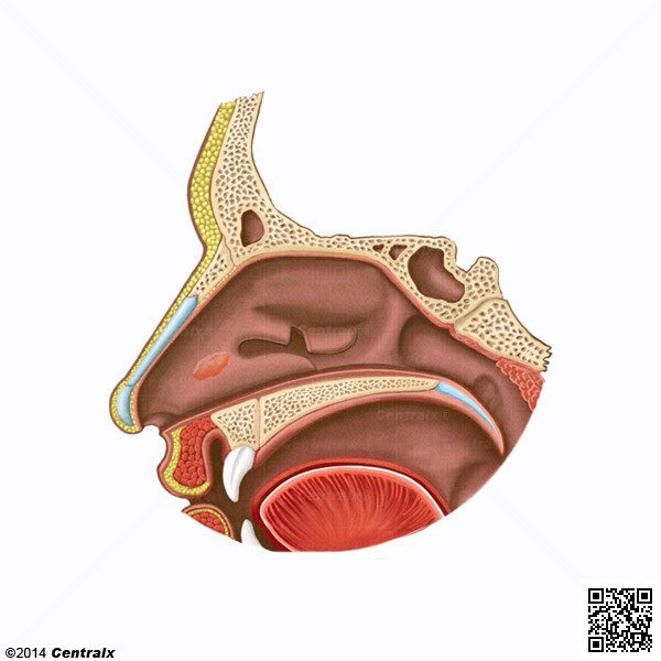 rgano Vomeronasal