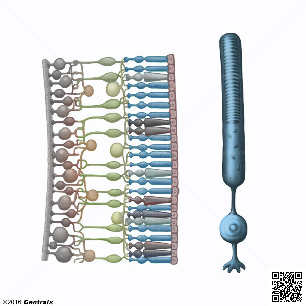 Bastones (Retina)