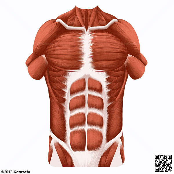 Pared Abdominal