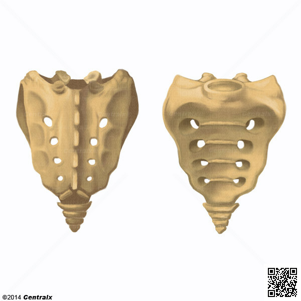 Regin Sacrococcgea