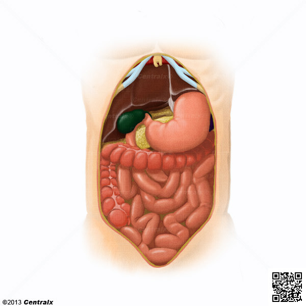 Cavidad Abdominal