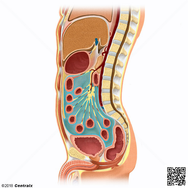 Cavidad Peritoneal