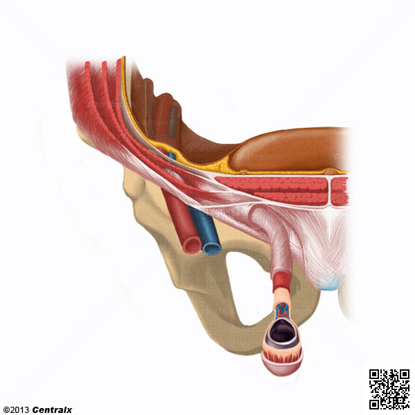 Conducto Inguinal