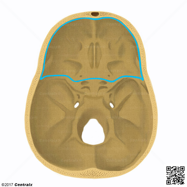 Fosa Craneal Anterior