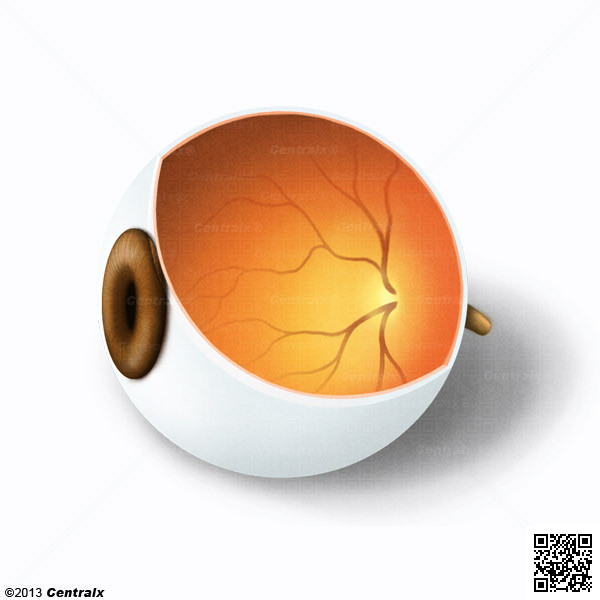 Retina