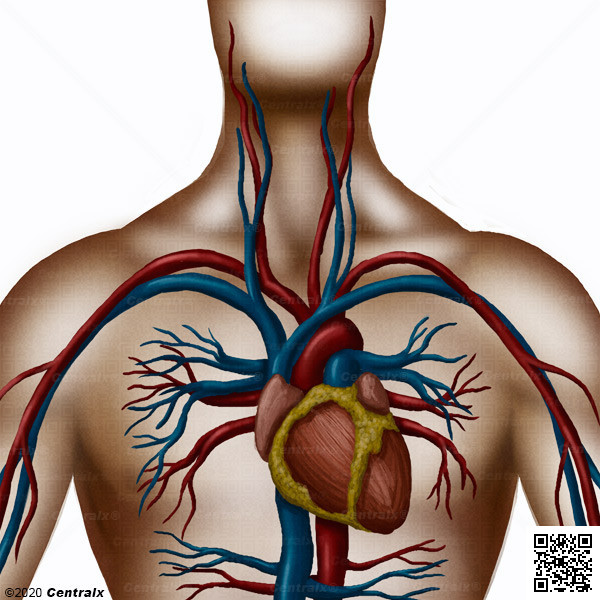 Sistema Cardiovascular