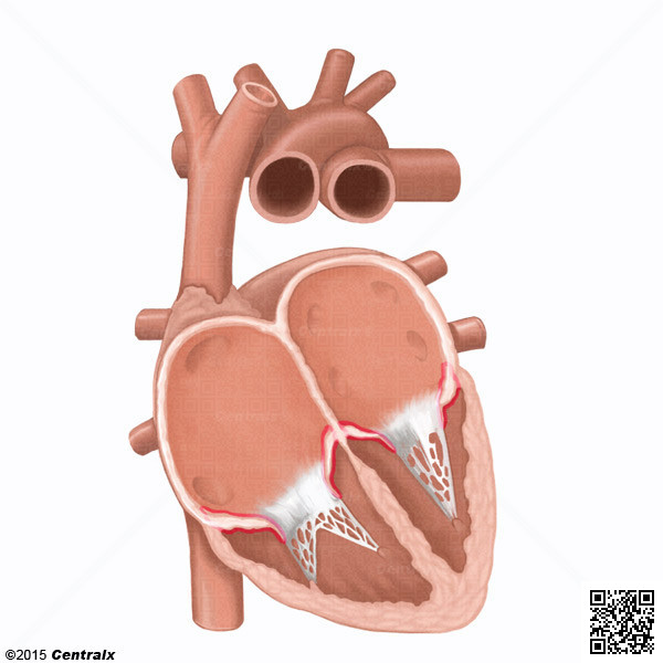 Fascculo Atrioventricular