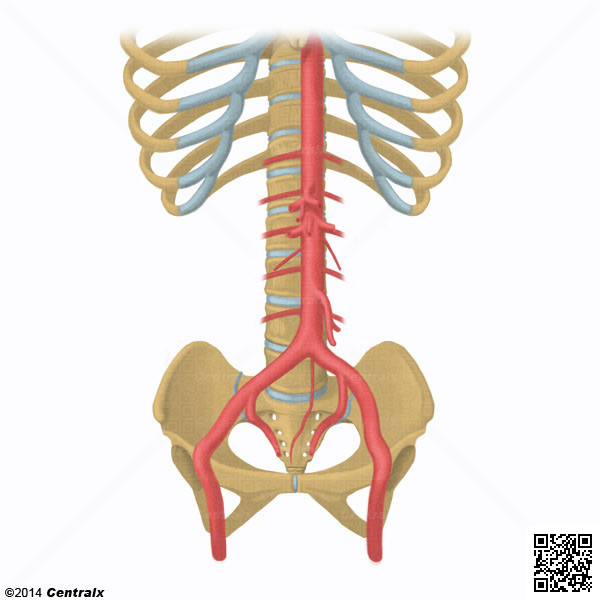 Aorta Abdominal