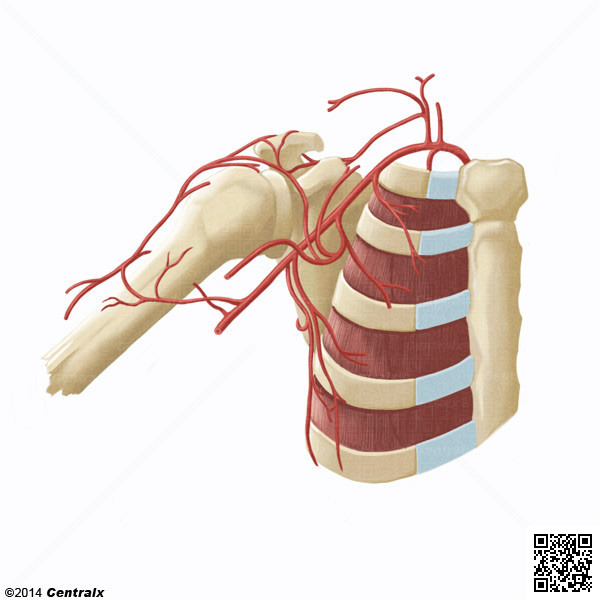 Arteria Axilar