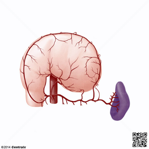 Arteria Gastroepiploica