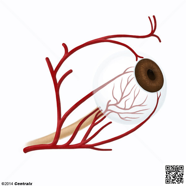 Arteria Oftálmica