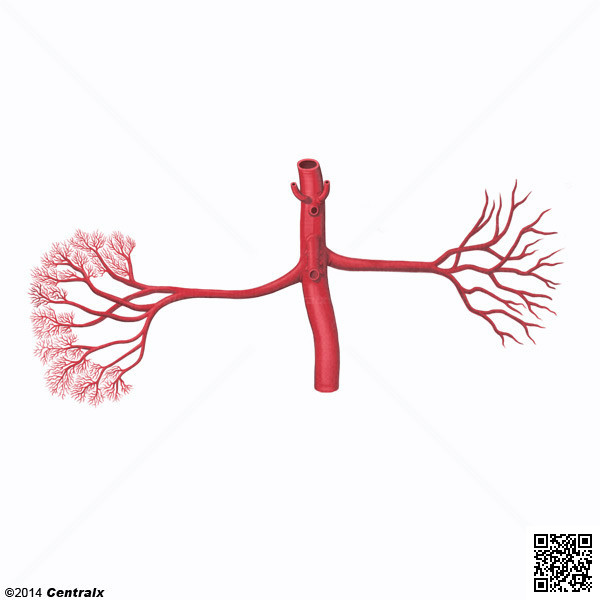 Arteria Renal