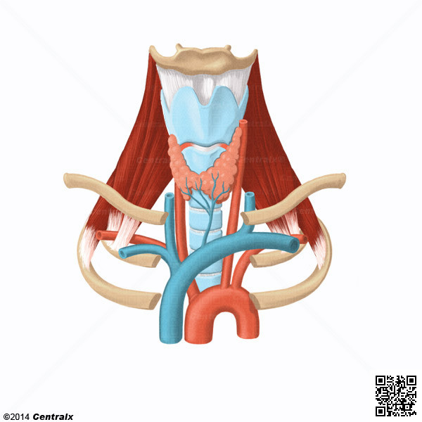 Arteria Subclavia