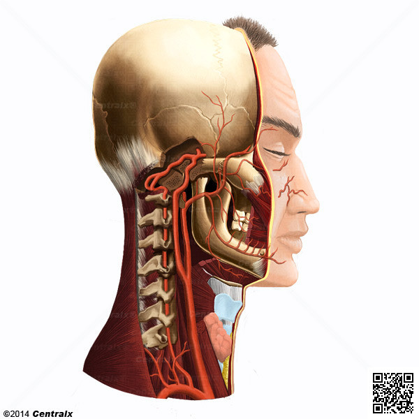 Arteria Vertebral