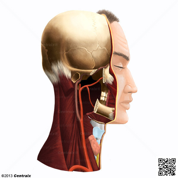 Arteria Cartida Externa