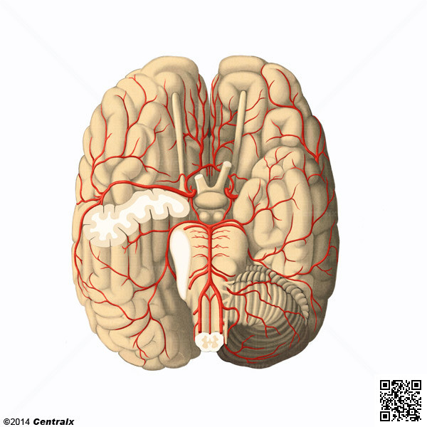 Arterias Cerebrales