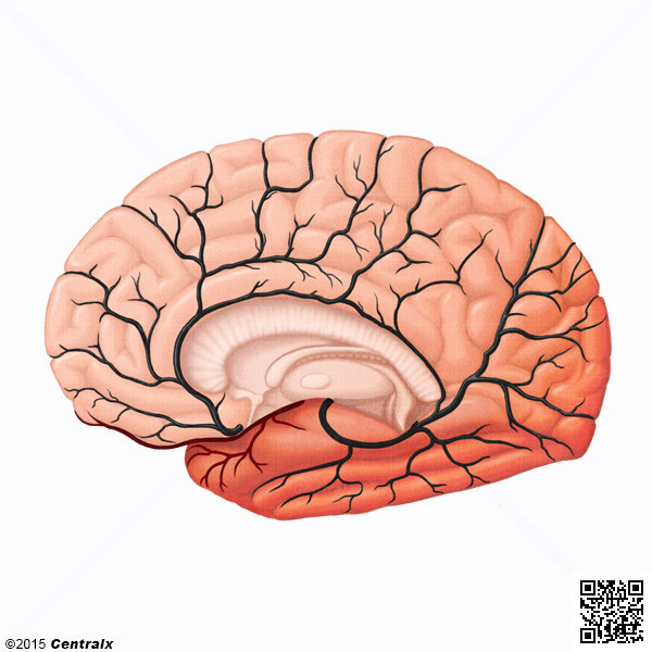 Arteria Cerebral Media