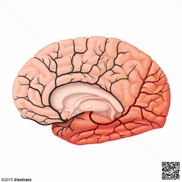 Arteria Cerebral Posterior