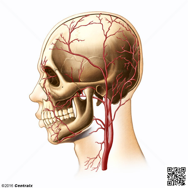 Arterias Temporales