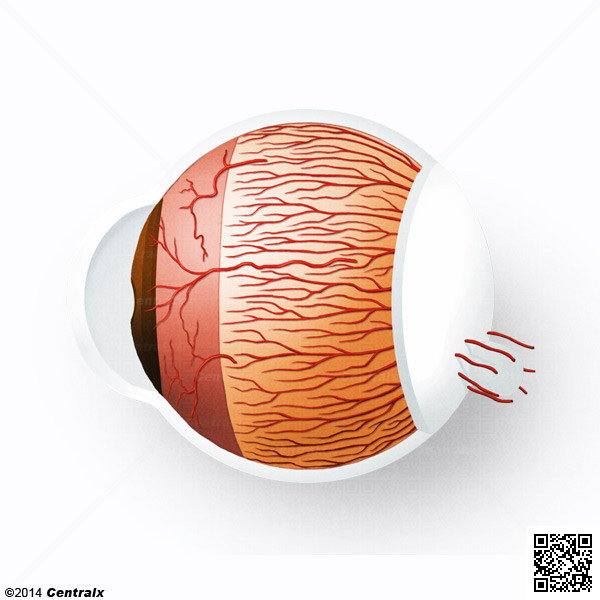 Arterias Ciliares