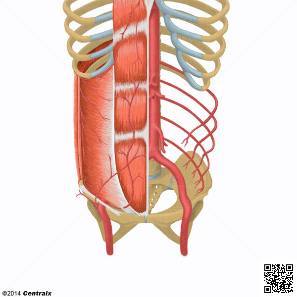 Arterias Epigstricas