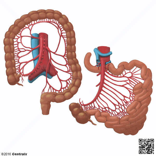 Arterias Mesentricas