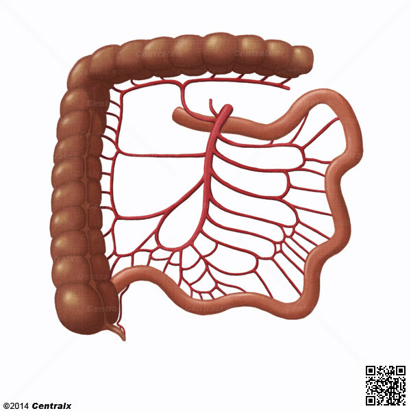 Arteria Mesentrica Superior