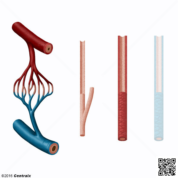 Arteriolas