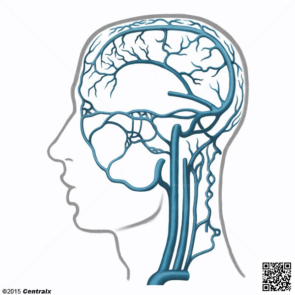 Venas Cerebrales