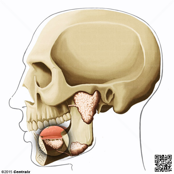 Glndula Sublingual