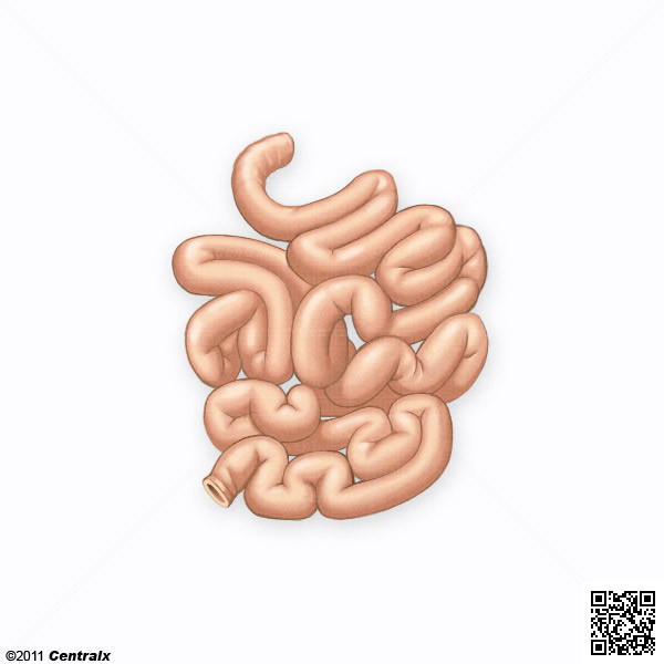 Intestino Delgado