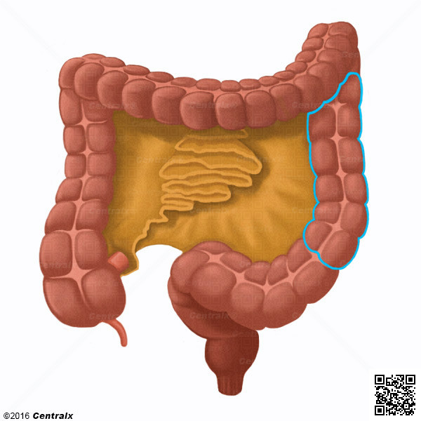 Colon Descendente