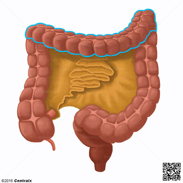 Colon Transverso