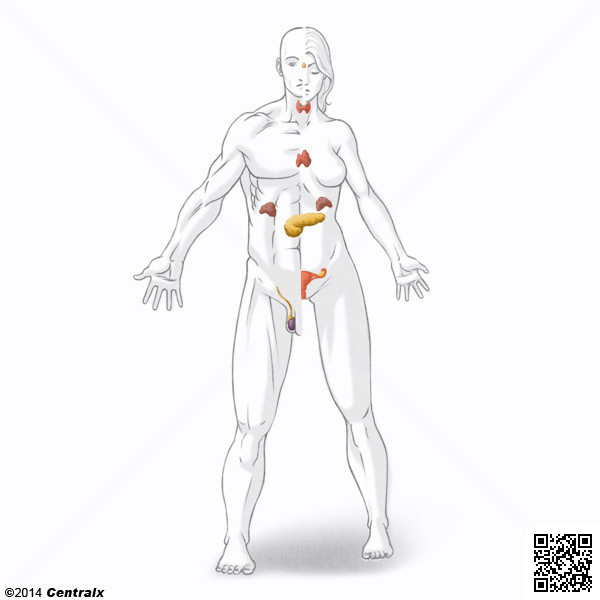 Glndulas Endocrinas