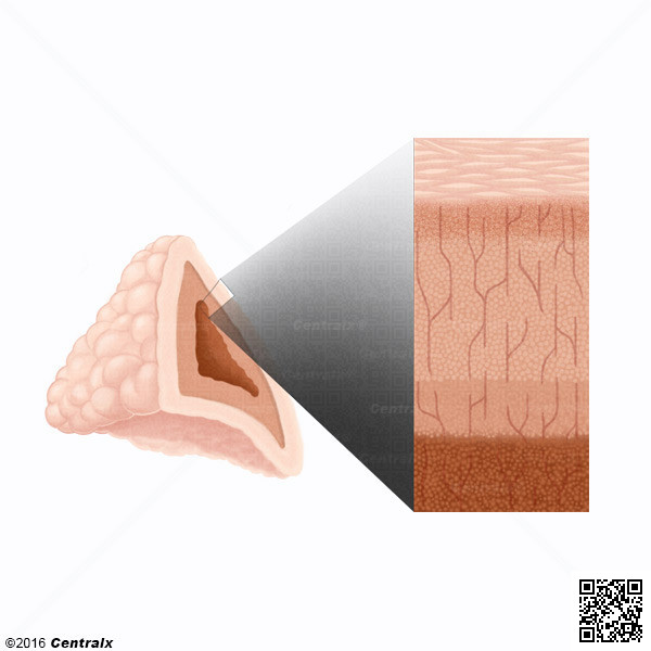 Corteza Suprarrenal