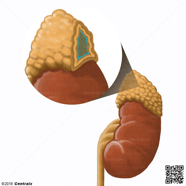 Mdula Suprarrenal