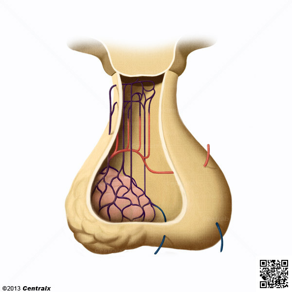 Sistemas Neurosecretores