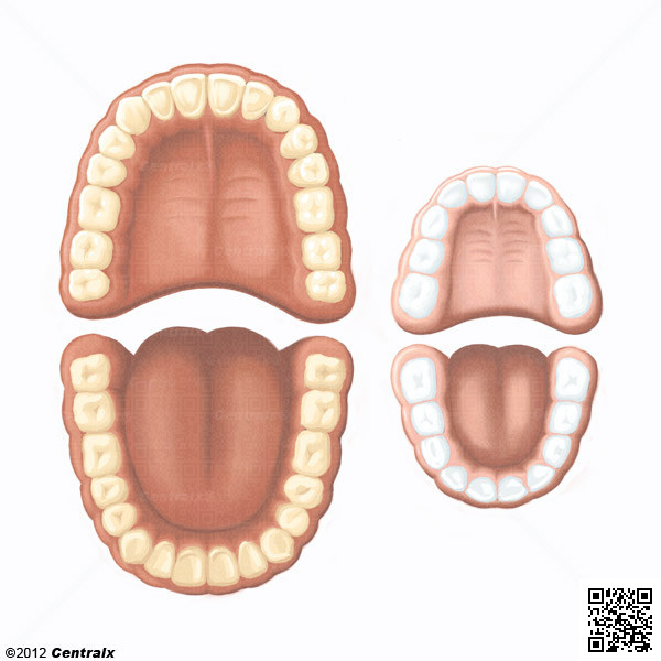 Denticin