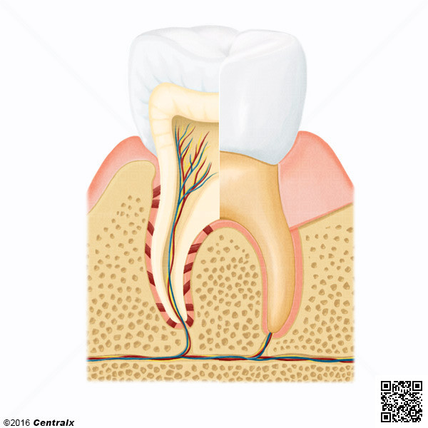 Componentes del Diente