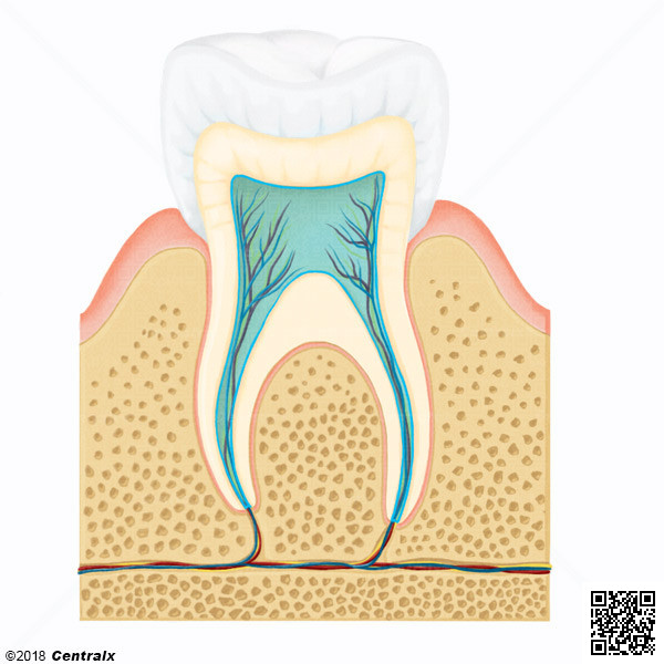 Cavidad Pulpar